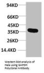 GAPDH Antibody