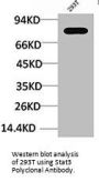 STAT3 Antibody