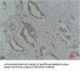 CDKN1A Antibody