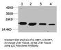 CDKN1A Antibody