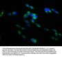 TNFSF9 Antibody