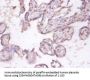 TNFSF9 Antibody