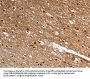 LGR5 Antibody