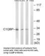 C1QBP Antibody