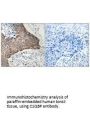 C1QBP Antibody