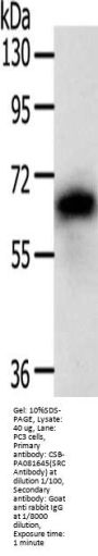 SRC Antibody