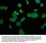 TNFRSF10B Antibody