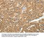 SKP1 Antibody