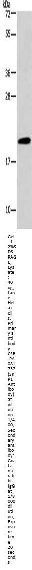 SKP1 Antibody