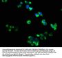 RELT Antibody