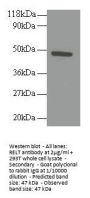 RELT Antibody