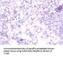 RELT Antibody