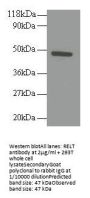 RELT Antibody