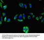 TNFRSF10C Antibody