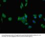 TNFRSF10C Antibody