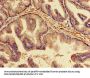 TNFRSF11B Antibody