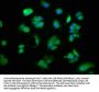 CD27 Antibody