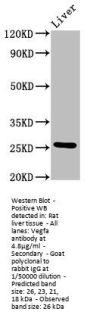 Vegfa Antibody