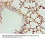 Vegfa Antibody