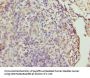 CALM1 Antibody