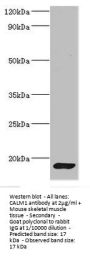 CALM1 Antibody