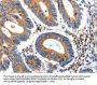 IGFBP7 Antibody
