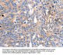 IGFBP7 Antibody