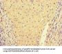 IL32 Antibody