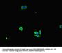 IL32 Antibody