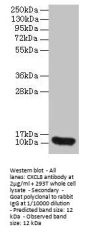 CXCL8 Antibody