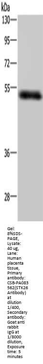 STK26 Antibody