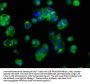 IGF1R Antibody