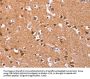 ICAM5 Antibody