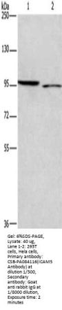 ICAM5 Antibody
