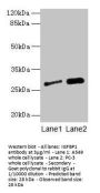 IGFBP1 Antibody