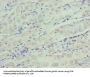 IGFBP1 Antibody