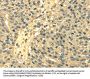Rabbit anti-human RPS3 polyclonal antibody