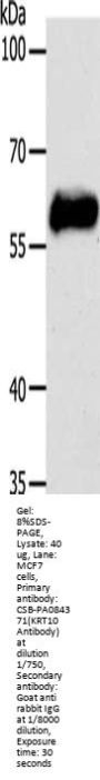 KRT10 Antibody