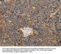 ACTA1 Antibody