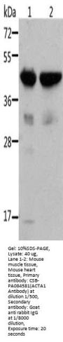 ACTA1 Antibody