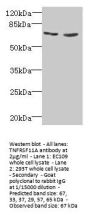 TNFRSF11A Antibody