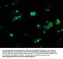 TNFRSF11A Antibody