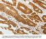 TWIST1 Antibody