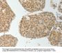 TWIST1 Antibody