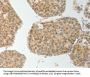 TWIST1 Antibody