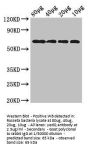 dgcQ Antibody