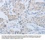 MME Antibody