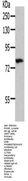 MME Antibody