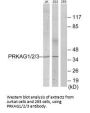 PRKAG1 Antibody
