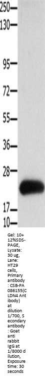 CLDN4 Antibody